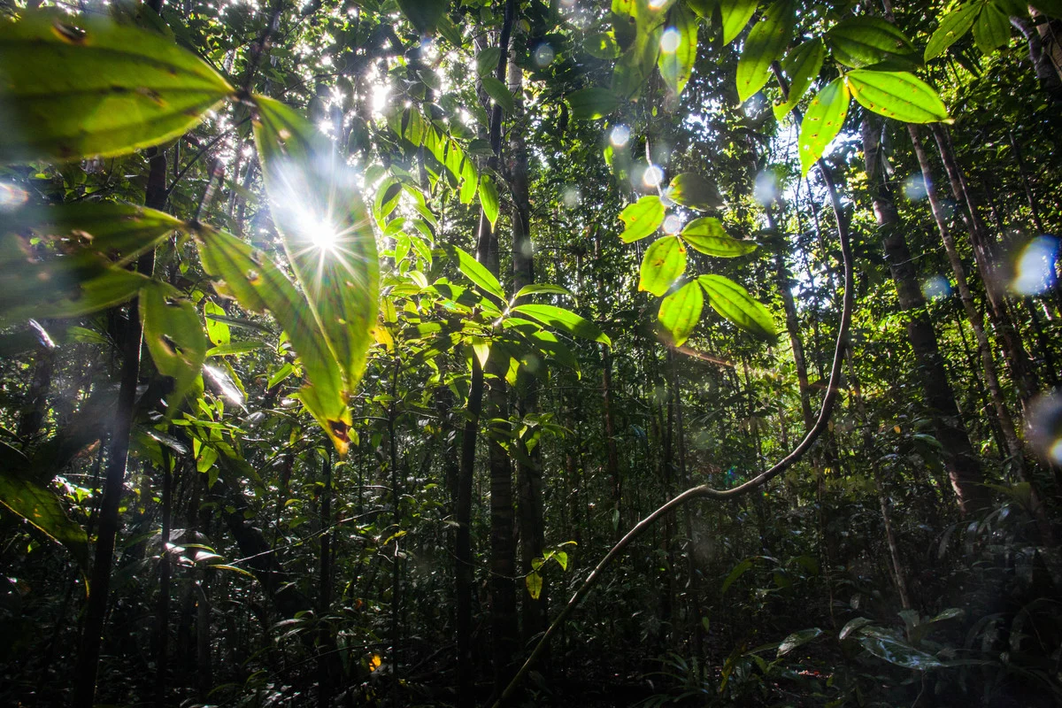 Dapat Dana Setengah Miliar Dolar AS, Kemenhut Klaim Sukses Turunkan Emisi Karbon